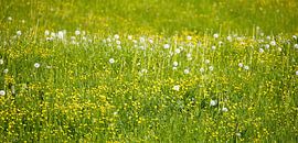 Groene weide van Bo Valentino