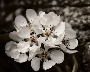 weiße Blume von Saskia Schotanus