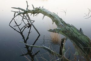 Eingefrorener Zweig von Bas Oosterom