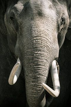 Elefant mit den Stoßzähnen, die direkt der Kamera betrachten