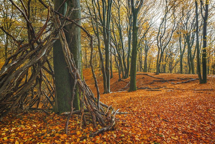 Speulderbos [Herfstochtend] van rosstek ®