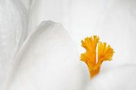 Eenvoud in wit van Marlies Prieckaerts thumbnail