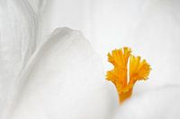 Simplicity in white