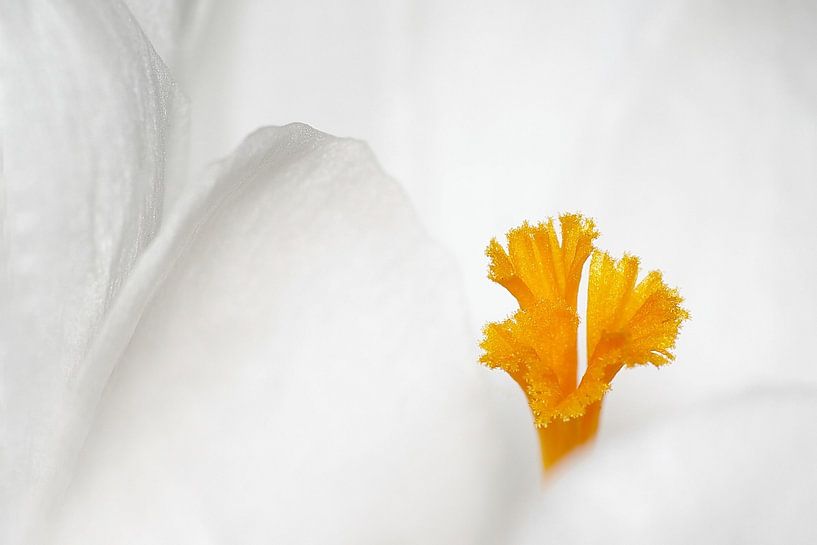 Eenvoud in wit van Marlies Prieckaerts