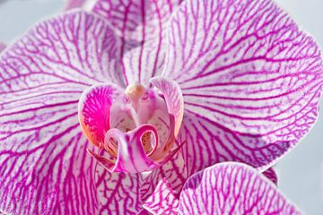 Roze in het zonlicht van Jolanda de Jong-Jansen