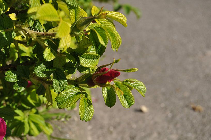 Rozenbottel par Jetty Boterhoek