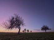 December evening in the orchard meadow by Max Schiefele thumbnail