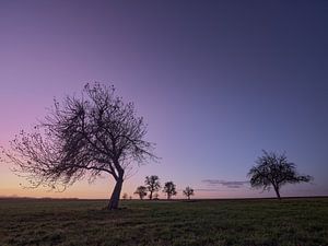 December evening in the orchard meadow