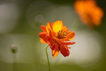 Orangefarbene Blume von Jolanda van Eek en Ron de Jong