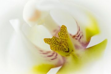 Hart van een witte orchidee, close up van Rietje Bulthuis
