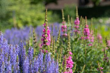 Hübsche rosa und lila Blumen im Liegen von Cheyenne Bevers Fotografie