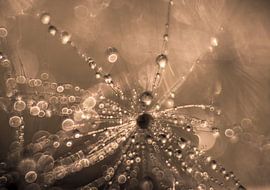 Fluistering van Licht van natascha verbij