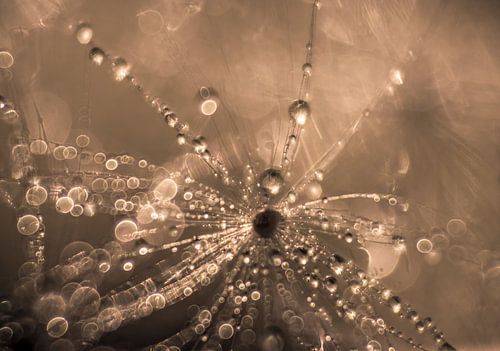 Fluistering van Licht van natascha verbij