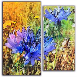 blue cornflowers in 2 parts by Joke te Grotenhuis