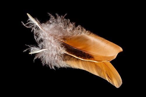 'Feathers appear when the angels are near'