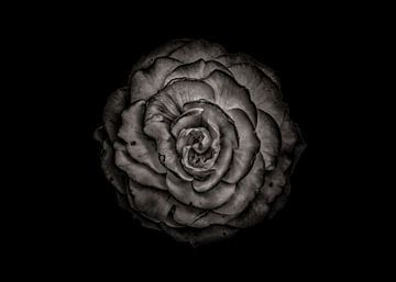 Achtertuin bloemen in zwart en wit 85 van The Learning Curve Photography