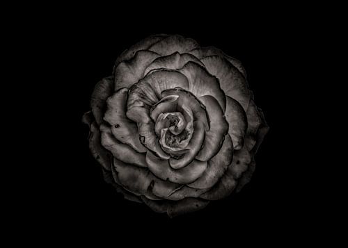 Backyard Flowers In Black And White 85