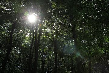 Le soleil à travers les arbres