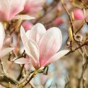 Magnolie