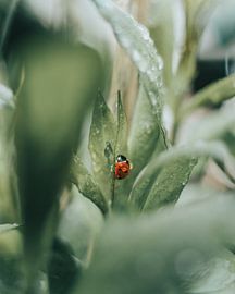 Kleines Wunder: 'Marienkäfer mit Regentropfen von BROBUUST | Chris Geurtse