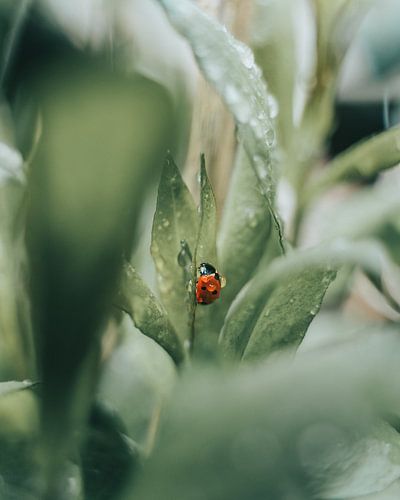 Small wonder: 'Ladybird with raindrop