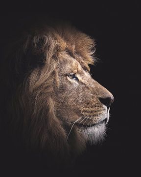 Portret van een leeuw, matte afwerking en zwarte achtergrond van Barbara Kempeneers