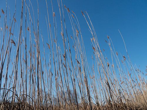 riet op een mooie winterdag,canne sur une belle journée d'hiver,Zuckerrohr an einem schönen Winterta
