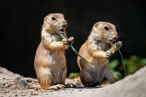 L'amour, c'est... sur Elly van Veen