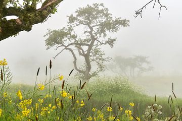 Bloeiend raapzaad, grassen en fluitenkruid in de ochtend mist van Ad Jekel