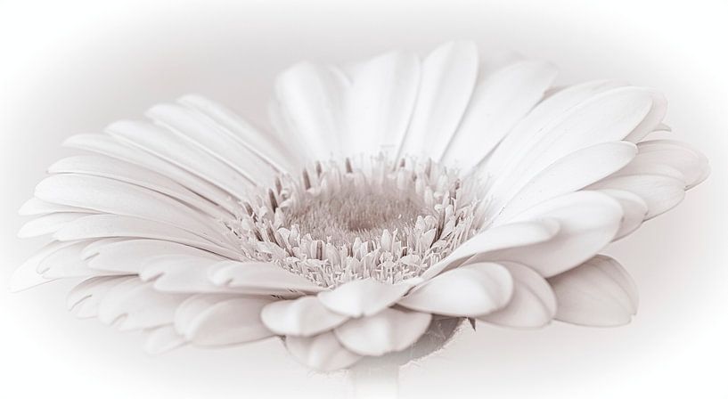 Witte gerbera, high key van Rietje Bulthuis