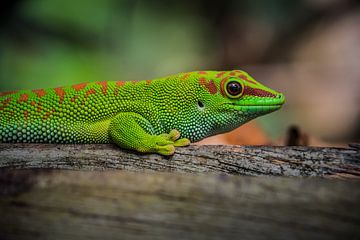 Gecko de jour Madagascar sur Sylvia Schuur