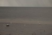 Seagulls on the water surface