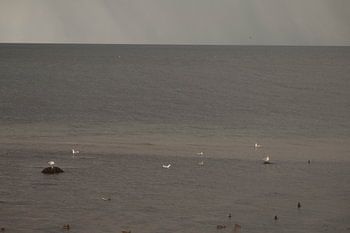 Möwen auf der Wasseroberfläche