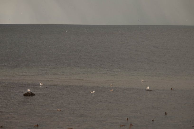 Seagulls on the water surface by Bengt Schrum