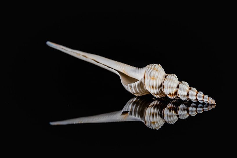 Shell par Paquita Six