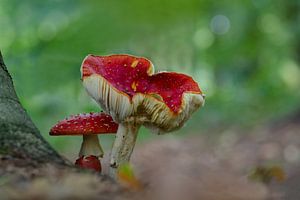 L'amanite tue-mouches dans la forêt sur Petra Vastenburg