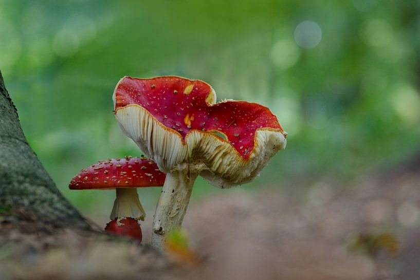 L'amanite tue-mouches dans la forêt par Petra Vastenburg