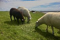 Sheep love Landart by Mies Heerma thumbnail