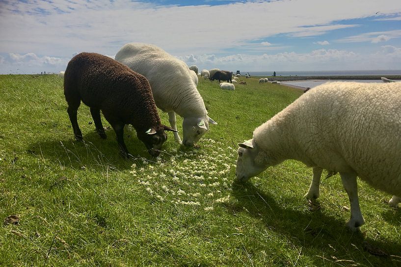 Sheep love Landart by Mies Heerma
