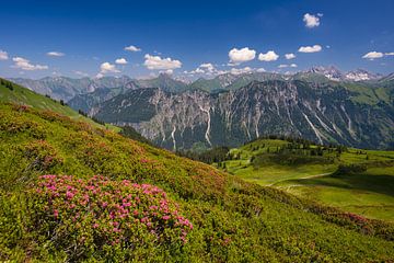 Roses des Alpes dans l'Allgäu sur Walter G. Allgöwer