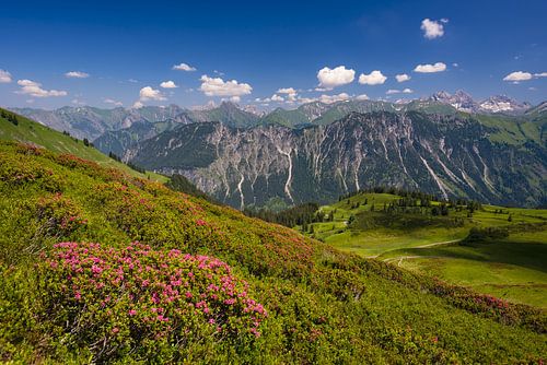 Alpenrozen in de Allgäu