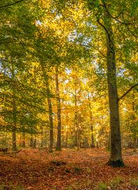 Kleurrijk herfstbos | De Stippelberg