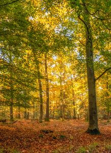 Kleurrijk herfstbos | De Stippelberg