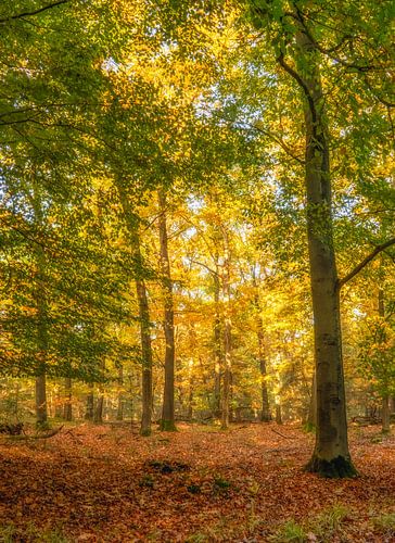 Forêt d'automne