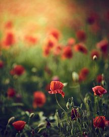 Rote Mohnlumen von Sabrina von Bein