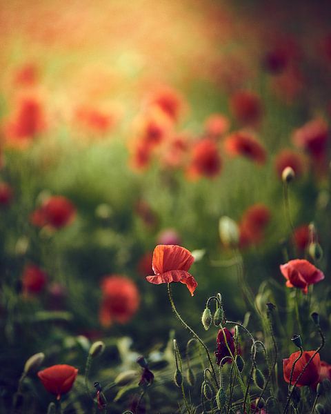 Red poppies by Sabrina von Bein