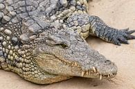 Crocodile du Nil par Anjella Buckens Aperçu