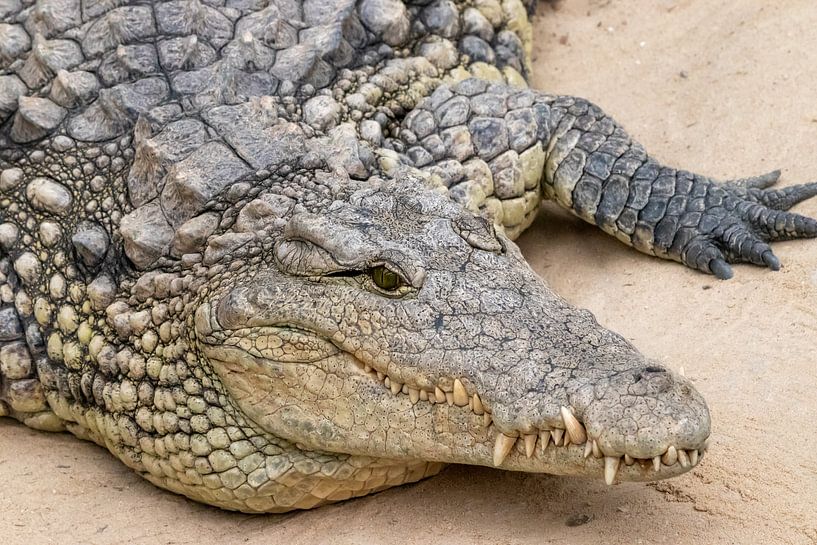 Crocodile du Nil par Anjella Buckens