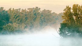 Brouillard matinal dans le Duursche waarden sur Arnoud van der Aart