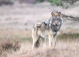 Wolf van Eric Siemelink